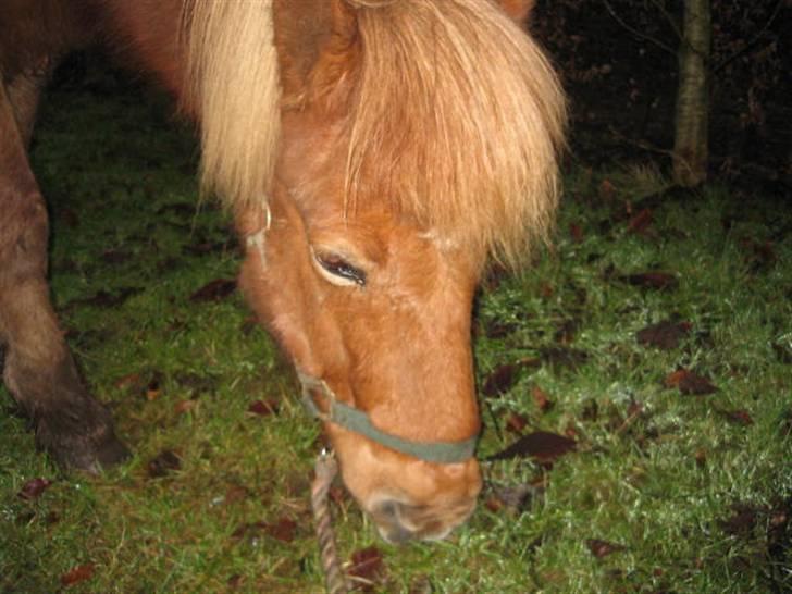 Islænder Sólfari fra Hjermind - Dejlig græs :D       Januar 08 billede 4