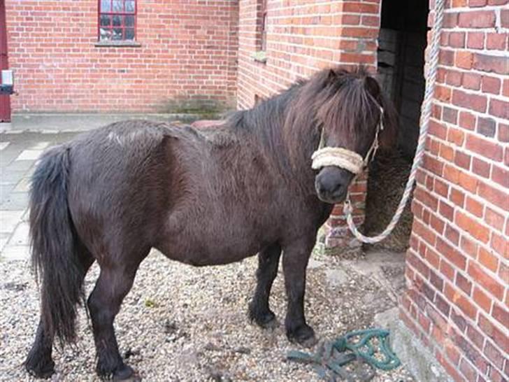 Shetlænder Mille    ~Solgt :'(~ - Maj 07 billede 10
