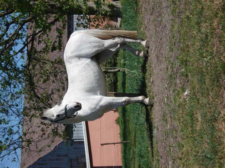 Anden særlig race Flicka(solgt ) * billede 18