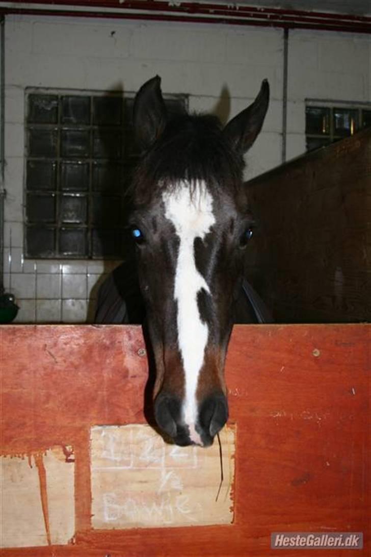 Tysk Sportspony Holsteins Sissi - Sissi <3 billede 1