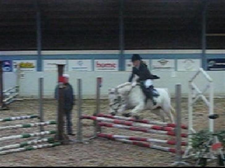 Anden særlig race Silver Boy -HVIL I FRED!  - LB i Frederikshanv.  billede 8