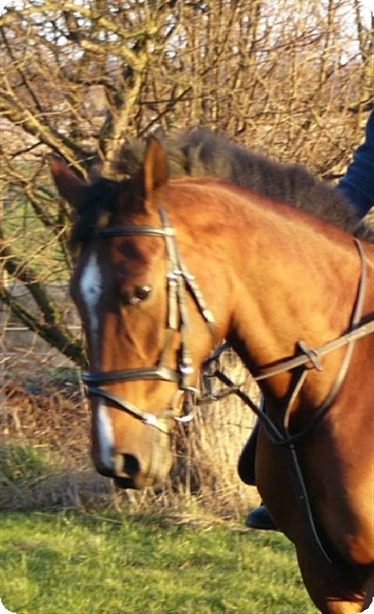 Anden særlig race Valdiné Z billede 1