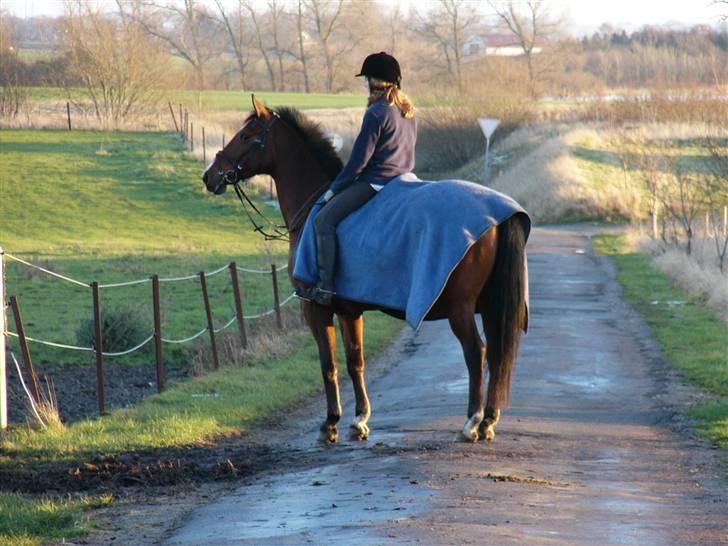 Anden særlig race Valdiné Z billede 3