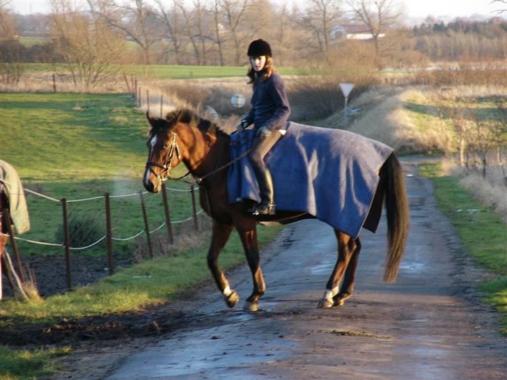 Anden særlig race Valdiné Z billede 4