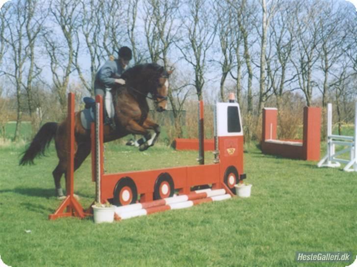 Anden særlig race Valdiné Z billede 8