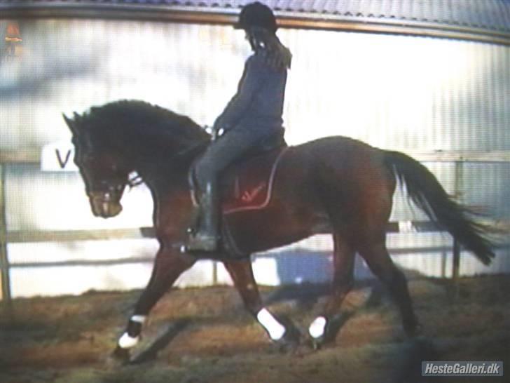 Anden særlig race Valdiné Z billede 9