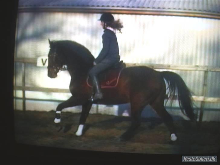 Anden særlig race Valdiné Z billede 10