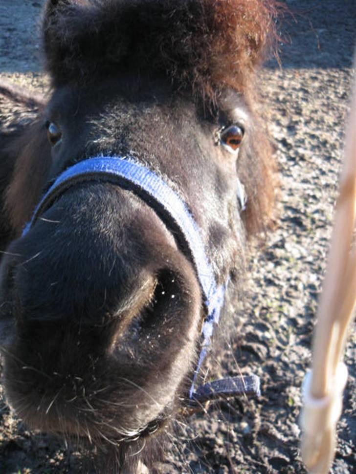 Shetlænder Mille    ~Solgt :'(~ - Januar 08 billede 11