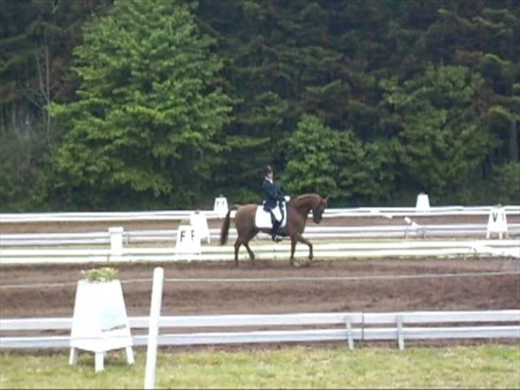 Hollandsk Sportspony Amadeus SOLGT - in action på morsø. billede 16