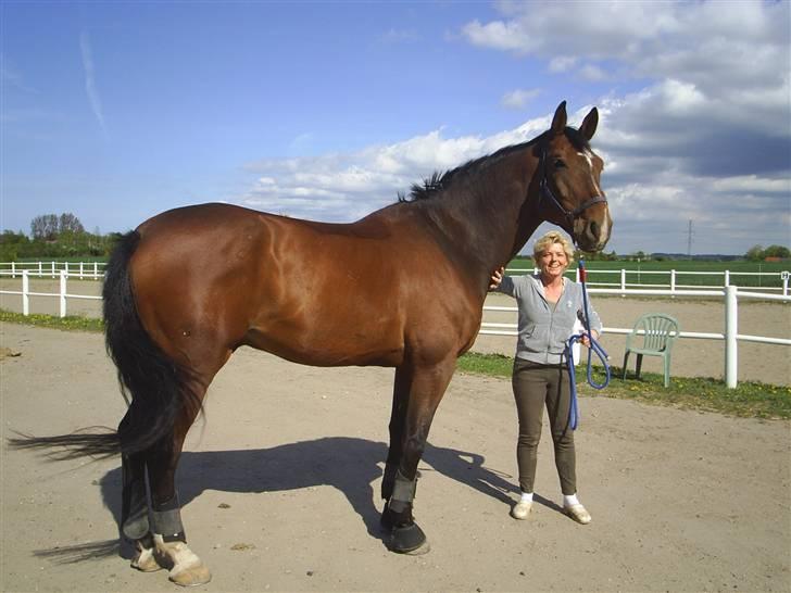 Dansk Varmblod † Chablis † billede 2