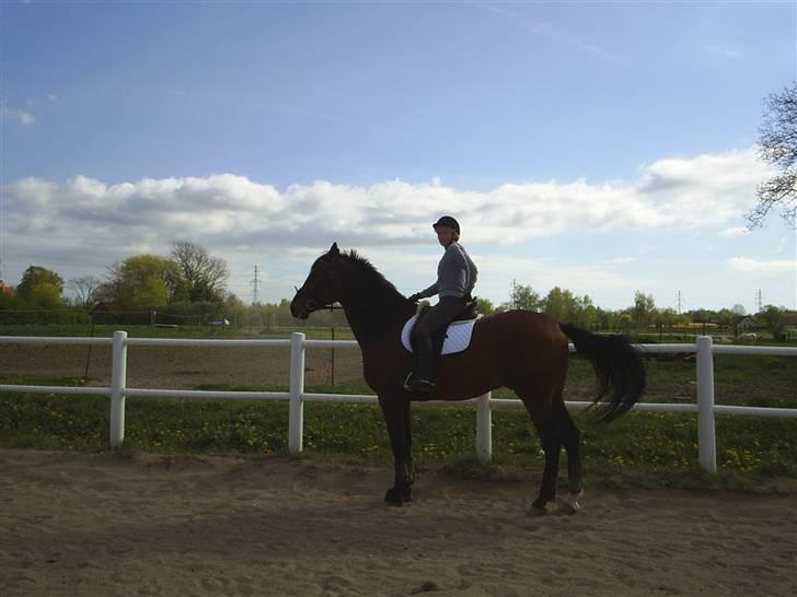 Dansk Varmblod † Chablis † billede 4