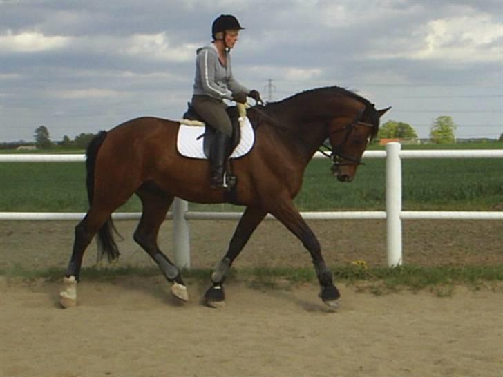 Dansk Varmblod † Chablis † billede 7