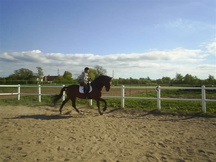 Dansk Varmblod † Chablis † billede 8