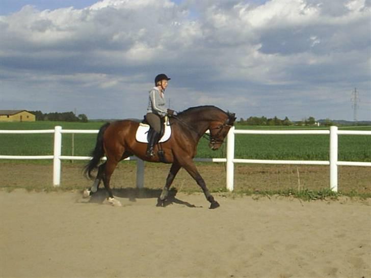 Dansk Varmblod † Chablis † billede 11