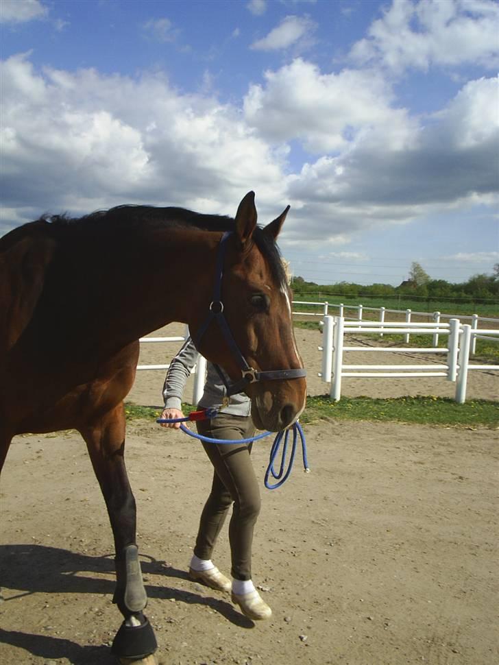 Dansk Varmblod † Chablis † billede 15