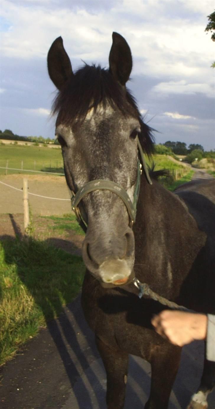 Anden særlig race Reddy Teddy - Nyt (= Fra 17 juli 2008 billede 1