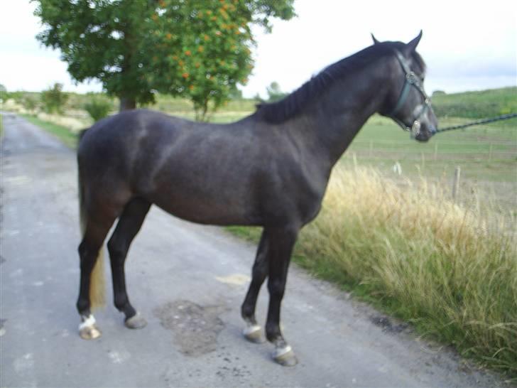 Anden særlig race Reddy Teddy - Nyt (= Fra 17 juli 2008 billede 2