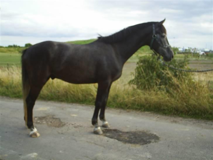 Anden særlig race Reddy Teddy - Nyt (= Fra 17 juli 2008 billede 3