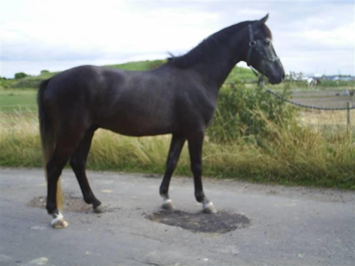 Anden særlig race Reddy Teddy - Nyt (= Fra 17 juli 2008 billede 4