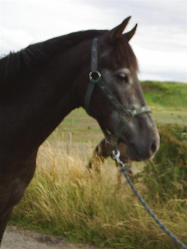 Anden særlig race Reddy Teddy - Nyt (= Fra 17 juli 2008 billede 5