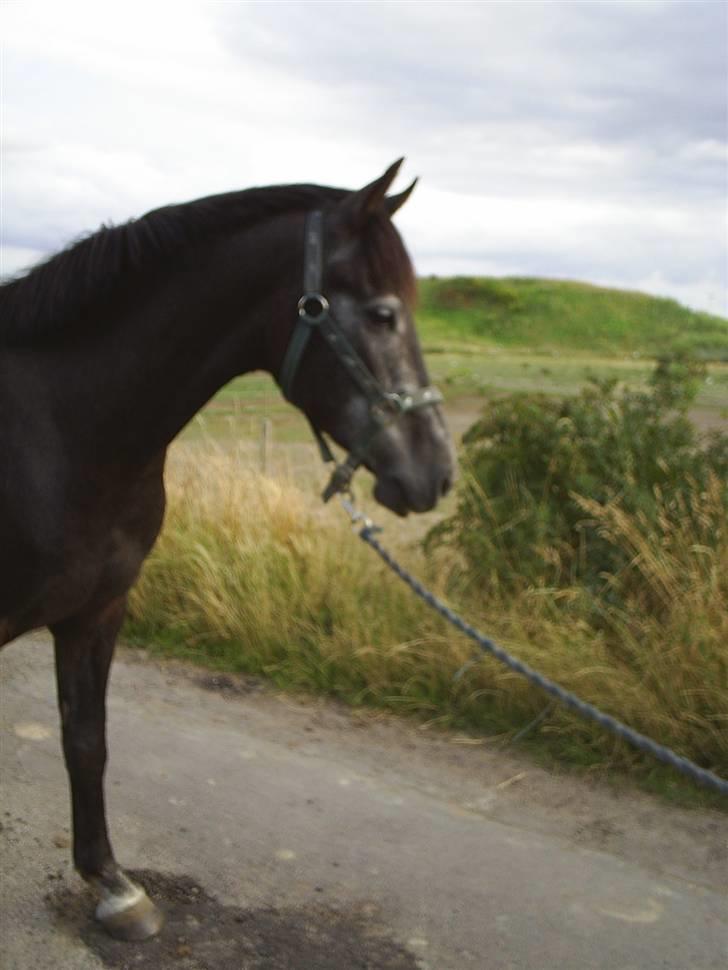 Anden særlig race Reddy Teddy - Nyt (= Fra 17 juli 2008 billede 6