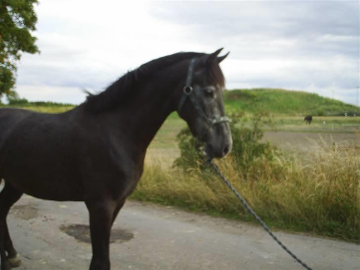 Anden særlig race Reddy Teddy - Nyt (= Fra 17 juli 2008 billede 7