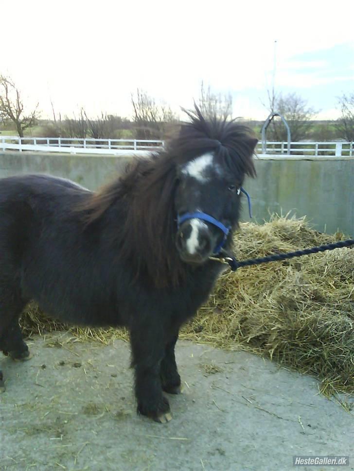 Shetlænder maskot gl passer - nuttet. billede 8