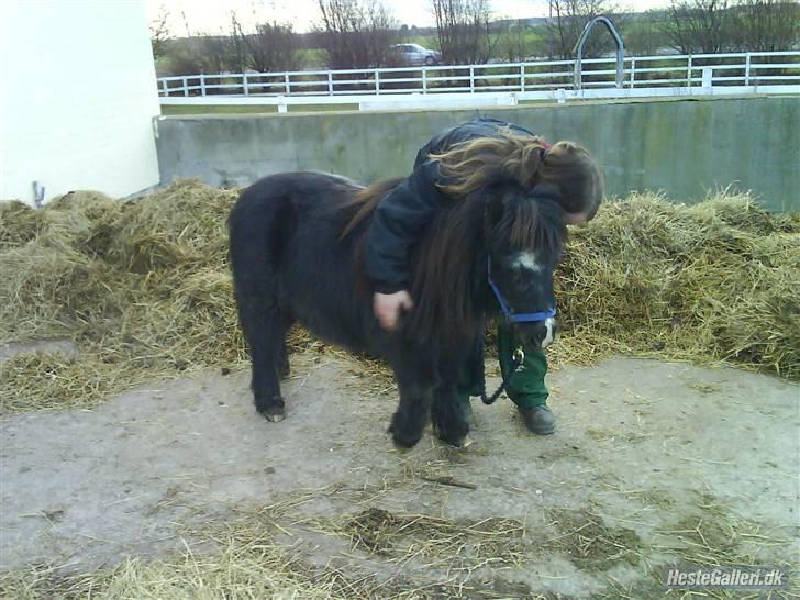 Shetlænder maskot gl passer - heh mig og maskot. billede 9
