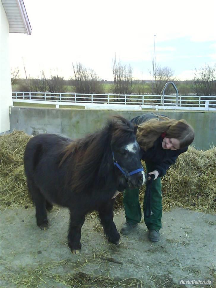 Shetlænder maskot gl passer - heh han er så sød. billede 10