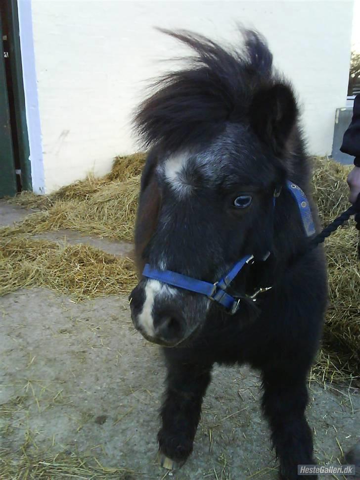 Shetlænder maskot gl passer - nåår han ligner en lille føller. billede 11