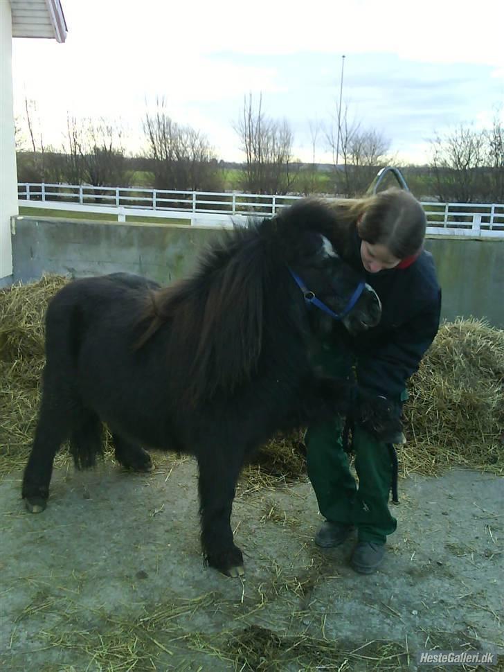Shetlænder maskot gl passer - hehe han kan give pote.. billede 12