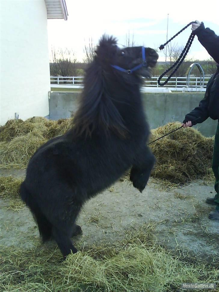 Shetlænder maskot gl passer - stegler på komando. billede 13