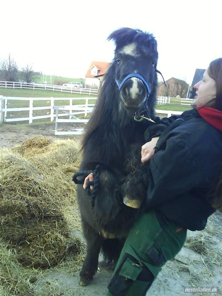 Shetlænder maskot gl passer - puha du er tung lille ven.. billede 14