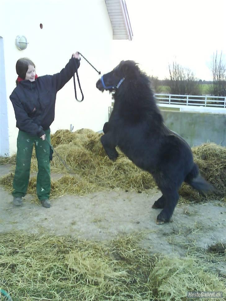Shetlænder maskot gl passer - heh. hvor er du fin. billede 15