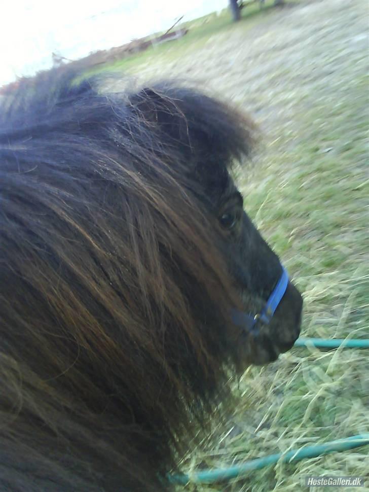 Shetlænder maskot gl passer - lækker.. billede 16