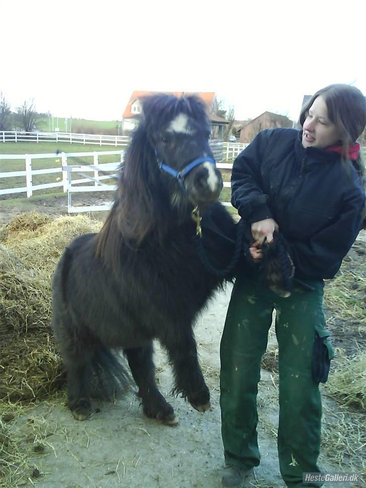 Shetlænder maskot gl passer - hvor er du dygtig. billede 17