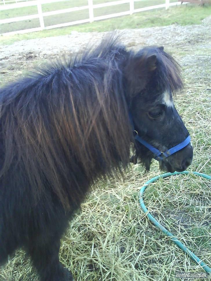 Shetlænder maskot gl passer - fine pony. billede 18