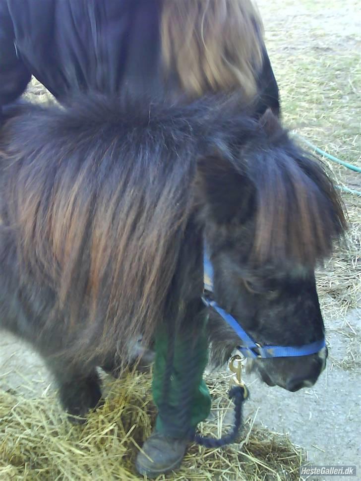 Shetlænder maskot gl passer - hehe du er dejlig skotte. billede 19