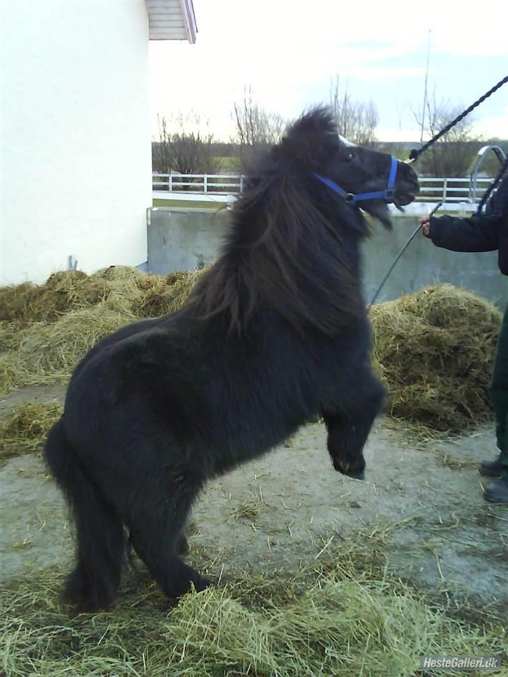 Shetlænder maskot gl passer - smukke dig. billede 20
