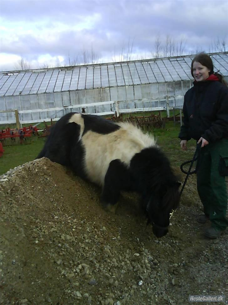 Shetlænder morris gl passer - oppe på sandet. billede 5