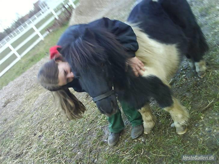 Shetlænder morris gl passer - lille venn billede 6