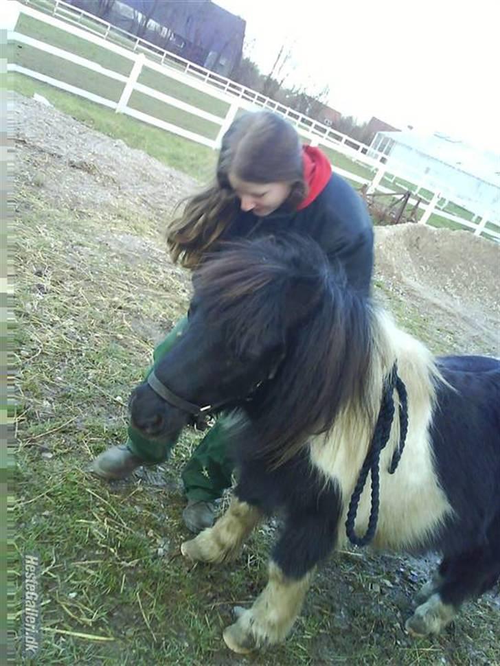 Shetlænder morris gl passer - hvor er du fin,. billede 7