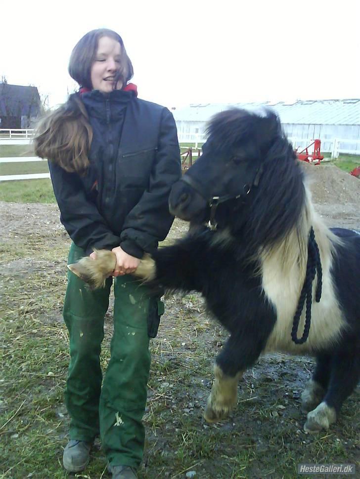 Shetlænder morris gl passer - heh du er tung. billede 8