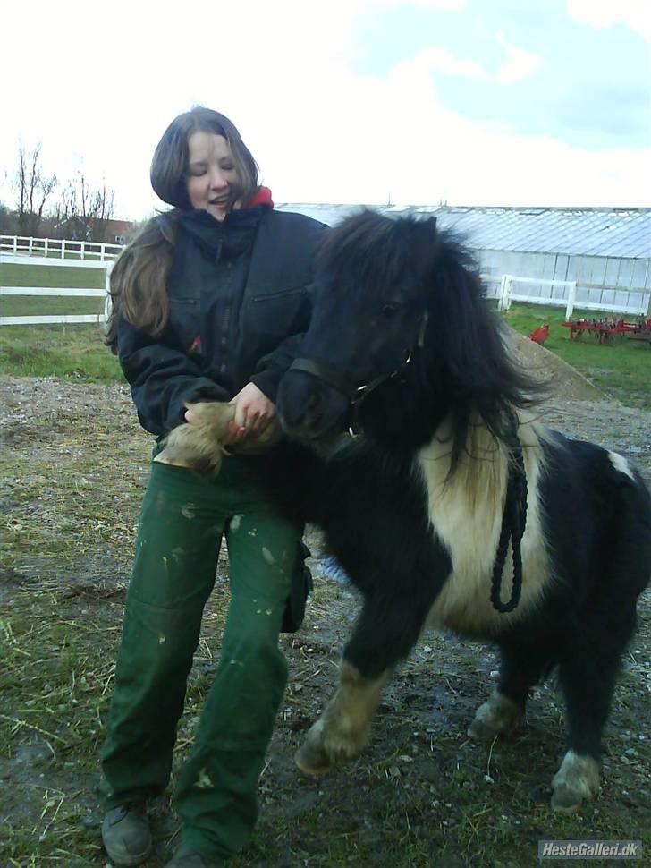 Shetlænder morris gl passer - hehe fede pony. billede 9