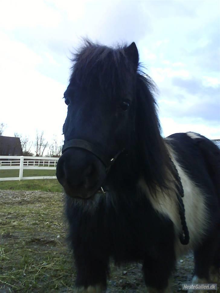 Shetlænder morris gl passer - kønne pony. billede 10