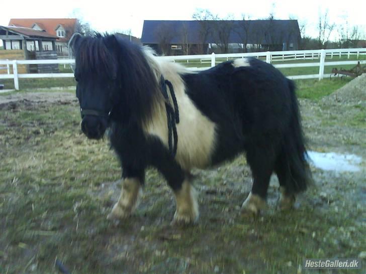 Shetlænder morris gl passer - hvor står du fint. billede 11