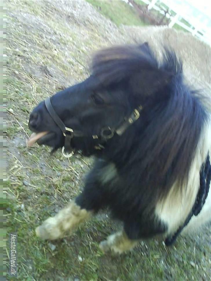 Shetlænder morris gl passer - pæne hoved billede 12