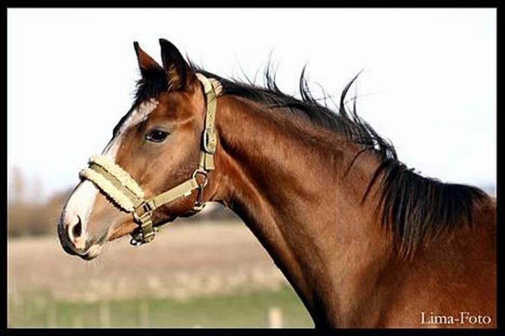 Dansk Varmblod Bailey Dé Light - Lima-Foto .. NIX PILLE ! billede 1