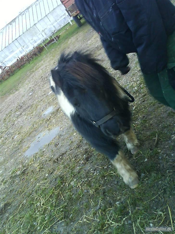 Shetlænder morris gl passer - hvor er du lille. billede 13