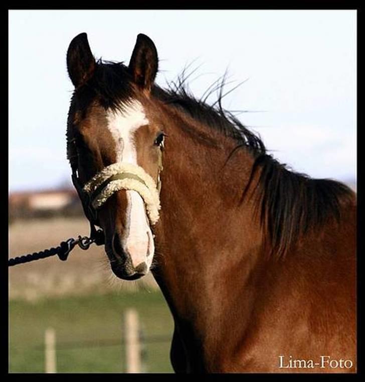 Dansk Varmblod Bailey Dé Light - Lima-Foto .. NIX PILLE ! billede 2